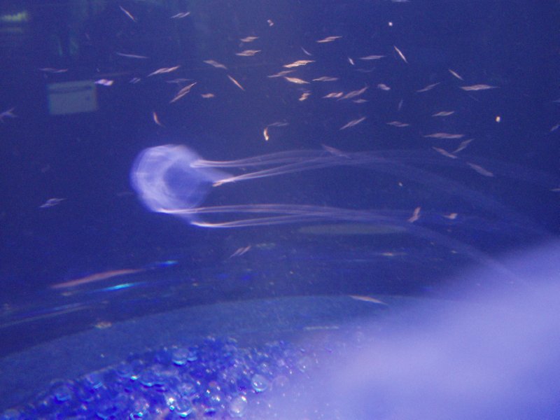 KeHa_in_South_Africa - 067